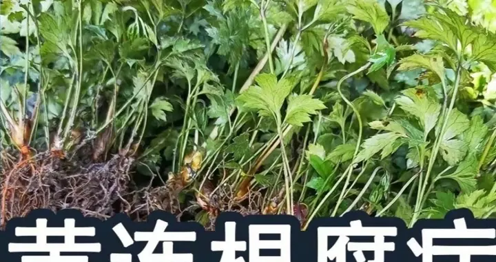 黄连根腐病的发病原因探究？2种病原菌很厉害，6个主客观因素影响