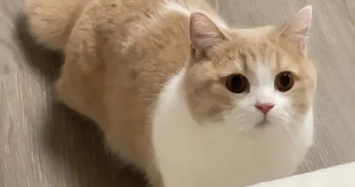 2026宠物空气净化器榜单出炉！十大排名机型闭眼入（附参数避坑）