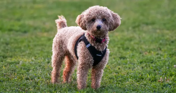 二次测试形态+区间震荡突破入场