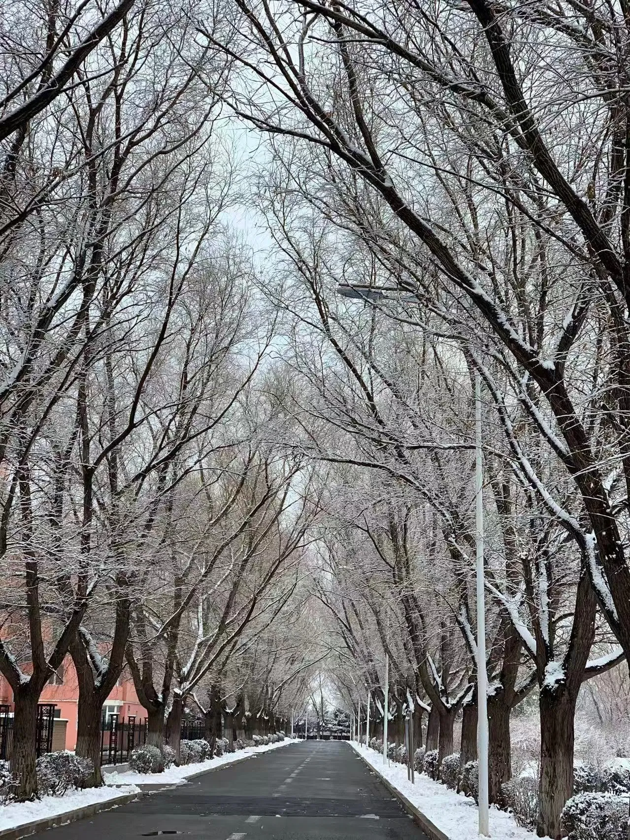 往年我们住的大院此刻早已白雪皑皑，那个时候带娃雪地撒欢，是抵消想家最好的方式。