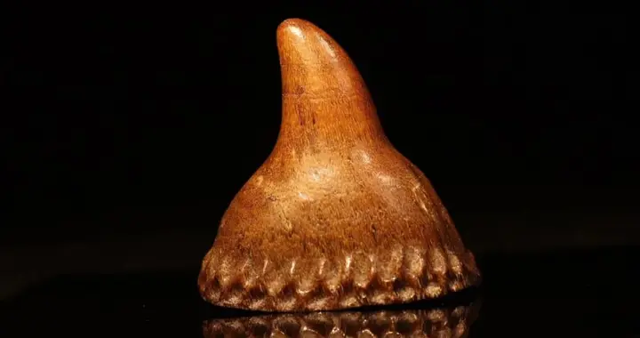 古人鉴定犀角真假常说的天沟地岗是啥意思？