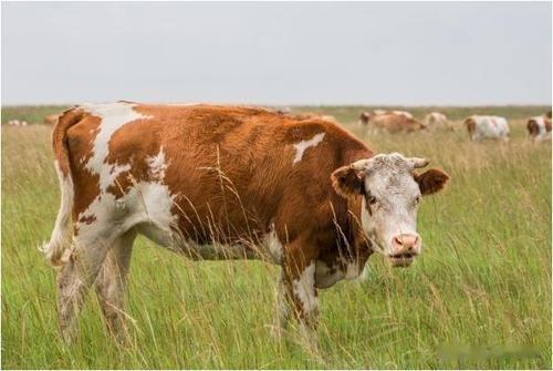 四月好运至，三生肖家宅兴，事业财运双丰收