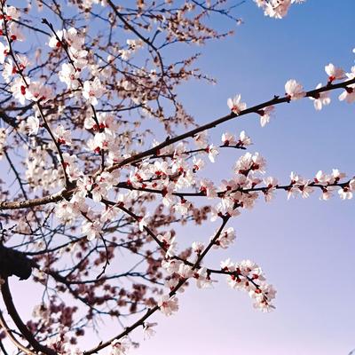 娟子有话说：晒一晒你照片里的春天，新疆的