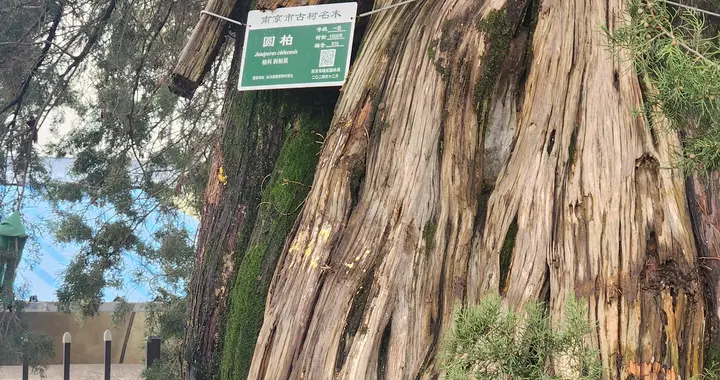 一棵树能活多少年？在南京溧水白马石头寨村，答案是一千五百年