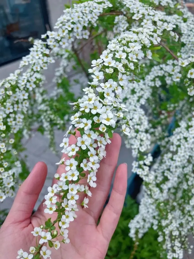 雪柳的花语是什么