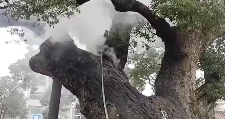 小孩哥又闯祸了！临近春节，扔爆竹把1200年古树点着了