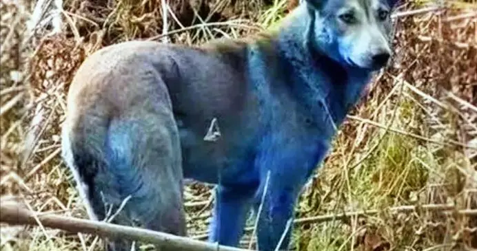 多只蓝色的狗出现在切尔诺贝利核电站附近，它们为何会毛发变色？