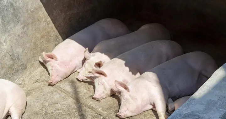 我国猪肉市场需求以及生猪养殖长期来看处于下行周期？