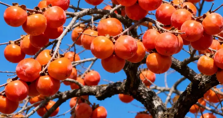 千盏红灯耀秋色，一颗圆满暖人间