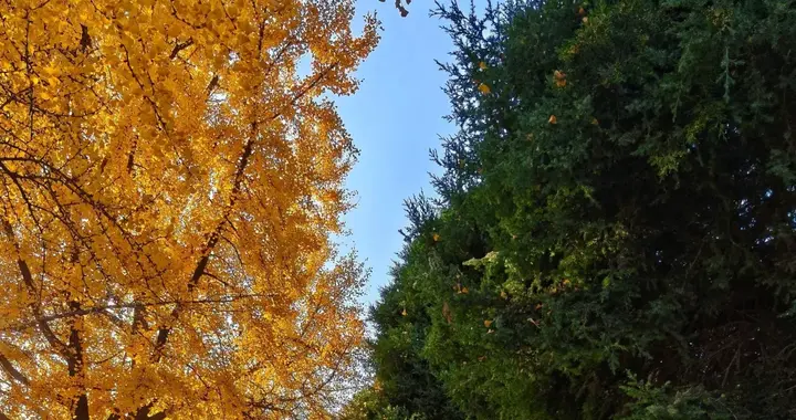 大连市内现平分秋色美景，特别热闹，秋日限定，太美了