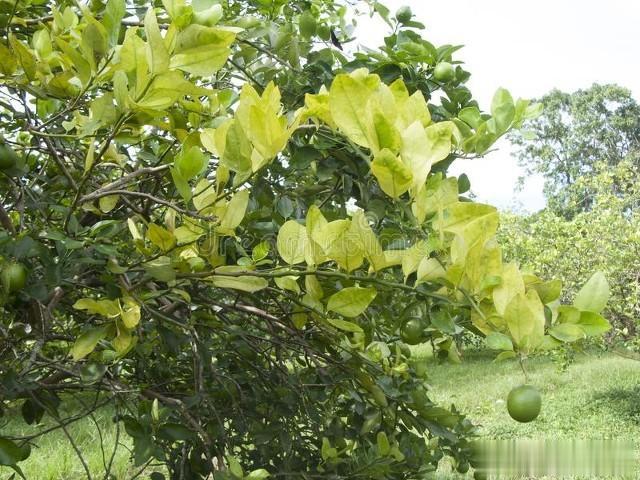 黄龙病树为啥越砍越多？必看：几招教你“斩草除根”，笑对黄龙病