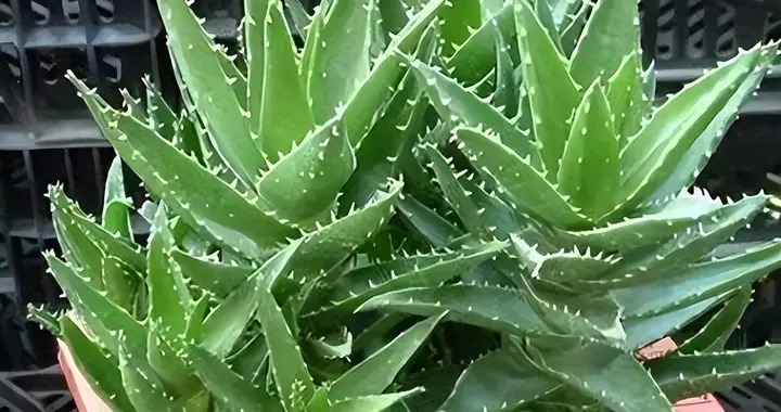 想养花不会浇水，试试养这些植物吧!