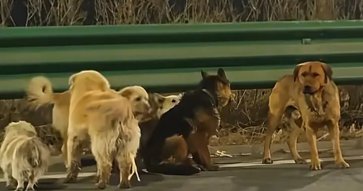 7只狗结伴逃亡后续：已成功回家，狗主人透露内情，被同村人卖了