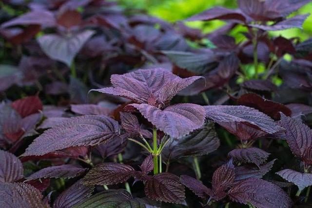 一味纯阳之草，能把全身的寒气都带走，痰湿无处可逃