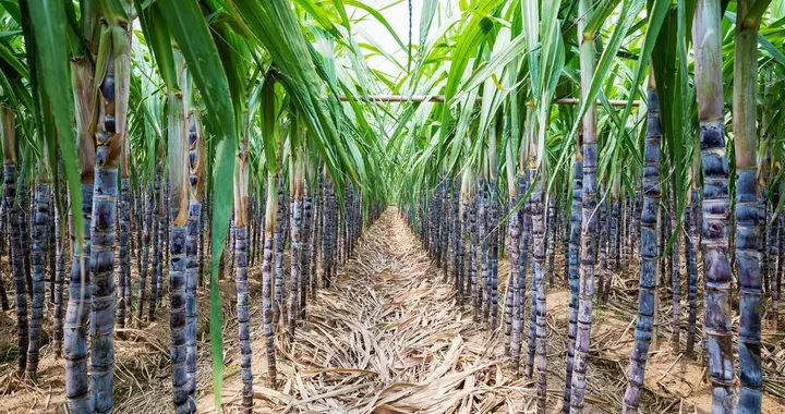 甘蔗引起重点关注！老话说“一根甘蔗五味药”，功效和禁忌需牢记