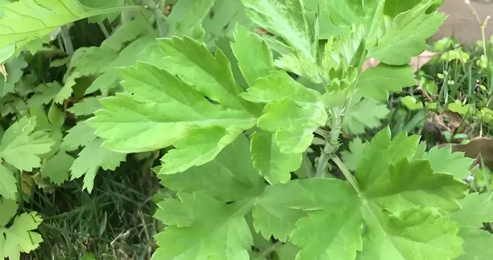 菜篮子里的亲兄弟：苦蒿vs茼蒿，到底谁更懂生活？