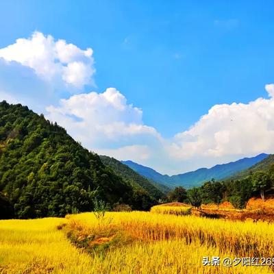 夕阳红265822816：：春赏百