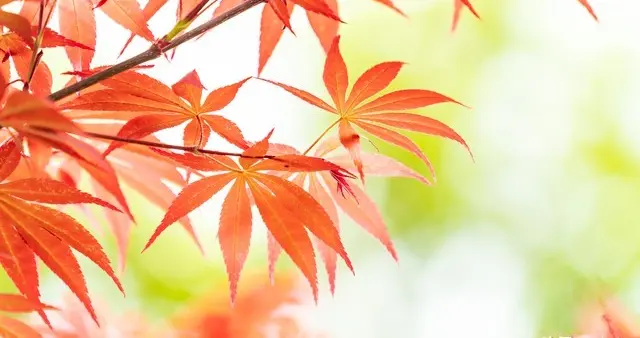 快看！立春刚过，这些惊喜将降临，接住它，好运自此一路狂飙！