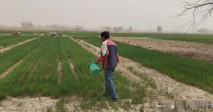 别把不该施的肥给农作物乱施，否则后悔都来不及