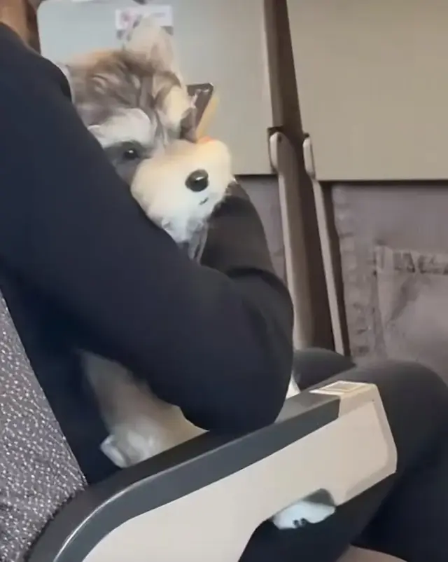 狗狗上火车，高兴的是谁