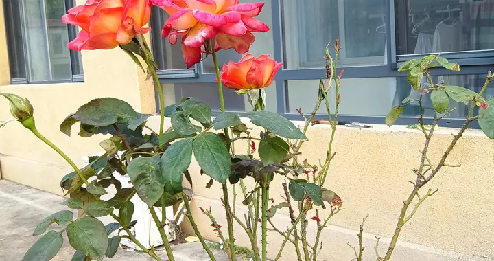 楼房噪音制造者，请你善良