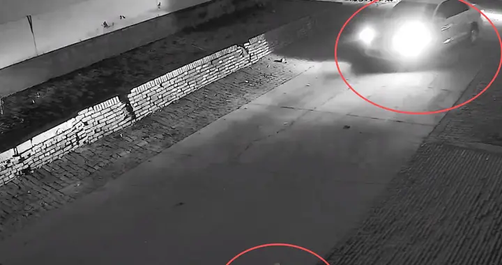白车故意掉头撞狗后续：撞完飞速逃逸，狗重伤无法进食，警方介入