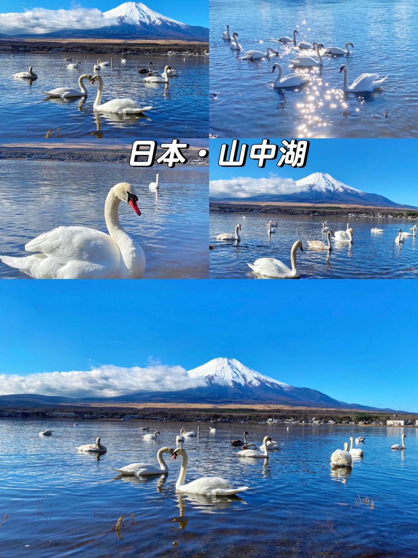 山中湖作为富士五湖中最大的湖，却常常被很多人忽略，大部分人来到富士山第一去到的都是河口湖。
山中湖周边除了有花之公园，最有特点的莫过于是五湖中唯一拥有大批野生白天鹅的栖息地。 
温馨提示：最佳拍摄时间为上午10点以前，天鹅比较凶猛投食注意安全，保护动物人人有责。
山梨県南都留郡山中湖村平野410番13