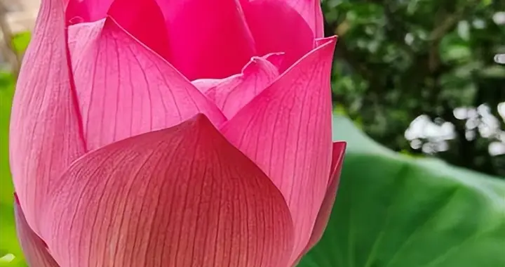 谢师敏千里送荷