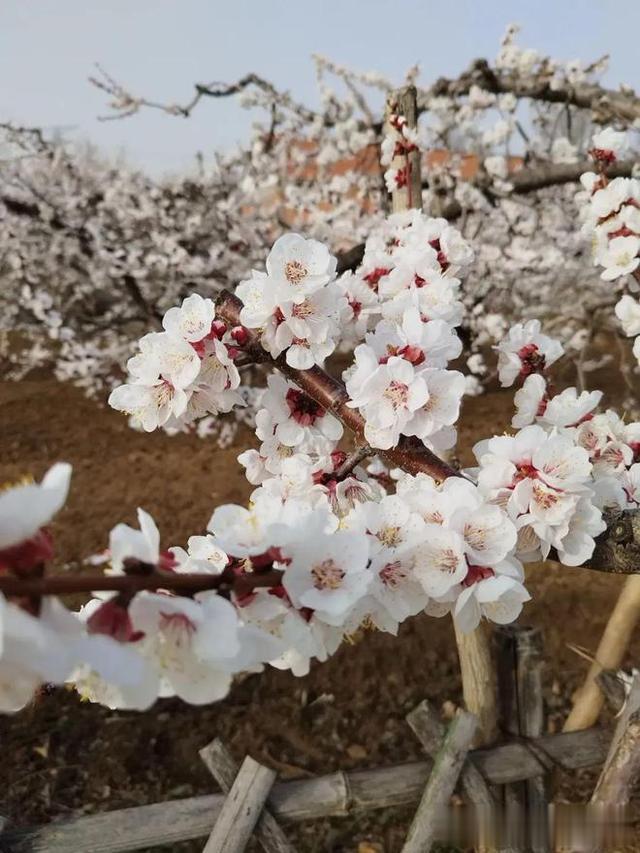 杏花什么时候开花