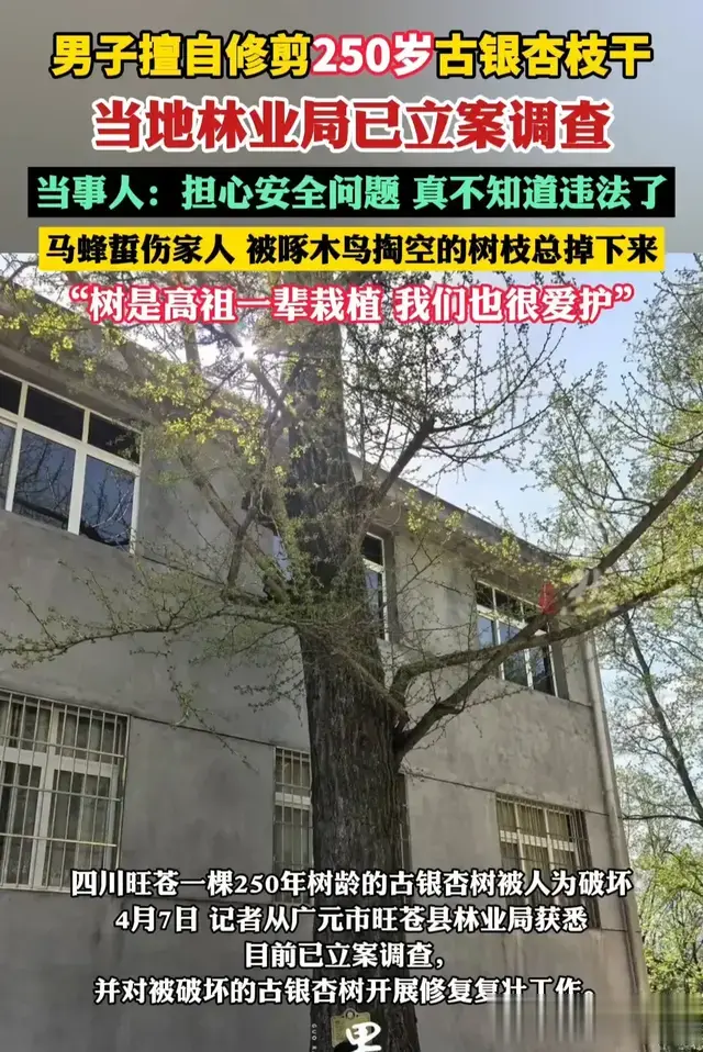荒唐！自家种的树修剪一下竟然犯法了，还有天理吗