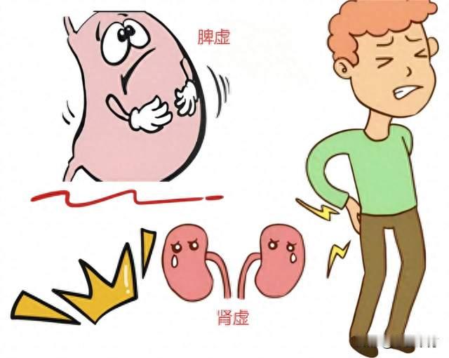 未老先衰从脾肾开始，一个中成药补肾益脾，把身体的根基都扶起来