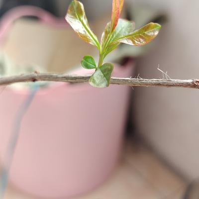 在菊里沉淀的淡泊：托人带回一棵石榴苗，栽