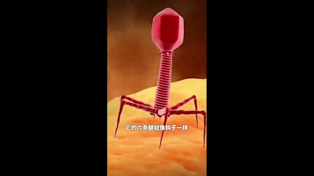 这个远超人类发明、形似纳米机器人生物，竟然是大自然进化...