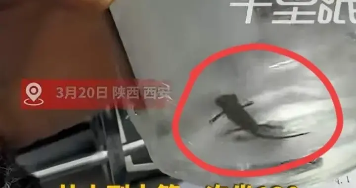 小学生校门口买“小火龙鱼”，玩耍后呕吐送医！官方紧急介入