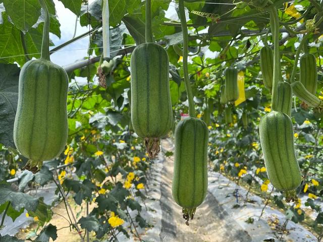 越吃“越瘦”的一道菜，每周3次，清肠排毒，身材苗条，脸蛋干净