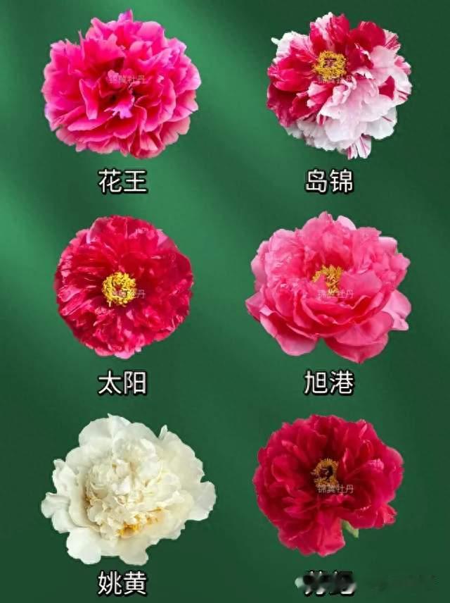 54个牡丹品种花头，准确度是目前我看过最高的