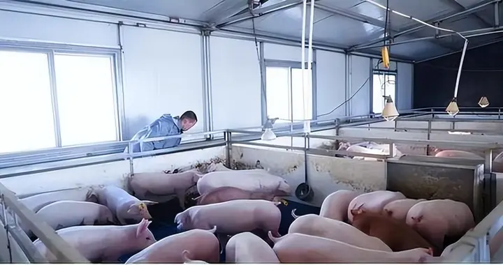 猪肉大局已定！不出意外的话，2026年中国猪肉市场将迎来4大变化