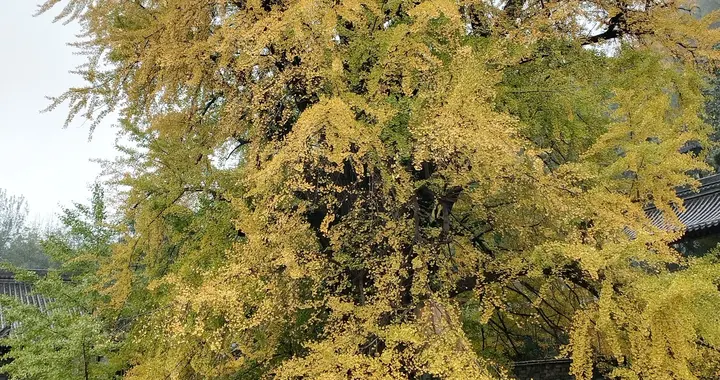 无美颜无滤镜，古观音禅寺这棵树真的很震撼。