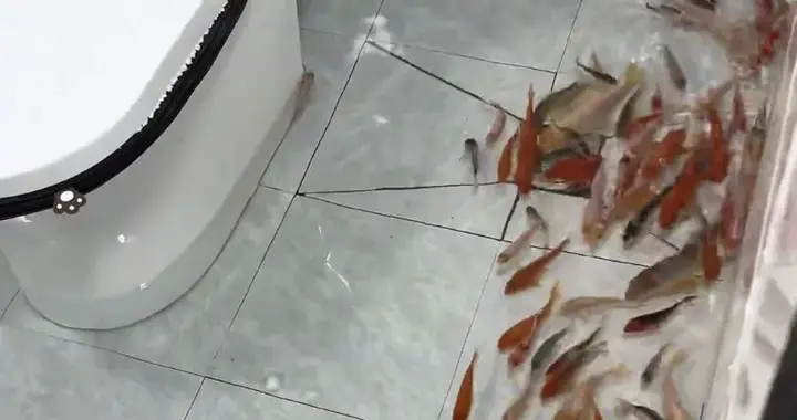 第一次见到在卫生间里面养鱼，那是不是上厕所，还能顺便做一下鱼疗！
