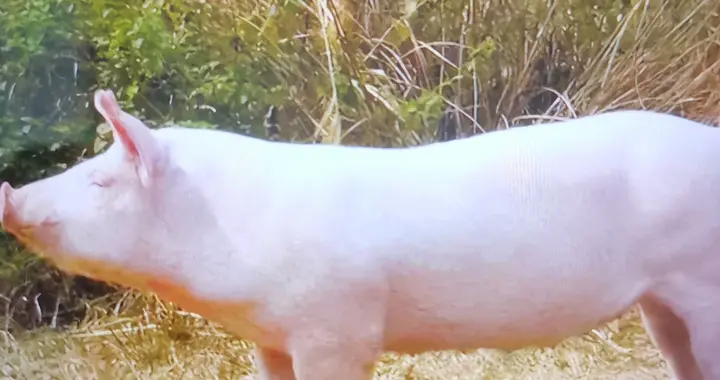 为什么4元多的生猪猪商贩还把猪排骨卖20几元