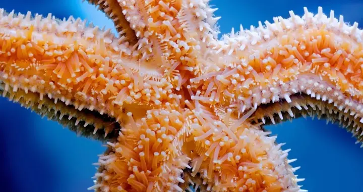 海星无需大脑就能控制数百英尺。科学家研究或许可以获得有超能力