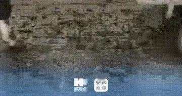 安徽这头牛成精了！主动帮主人干活报恩！