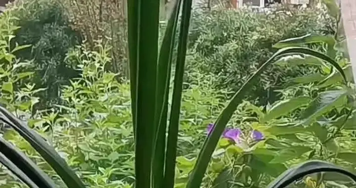 安徽女子的朱顶红，长到房顶“成了巨无霸”，网友：真成精了！