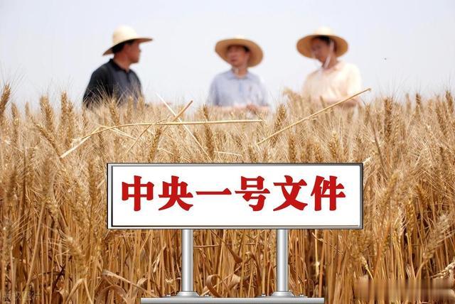 重磅！2025中央一号文件发布，五大红利让农民钱包鼓起来！