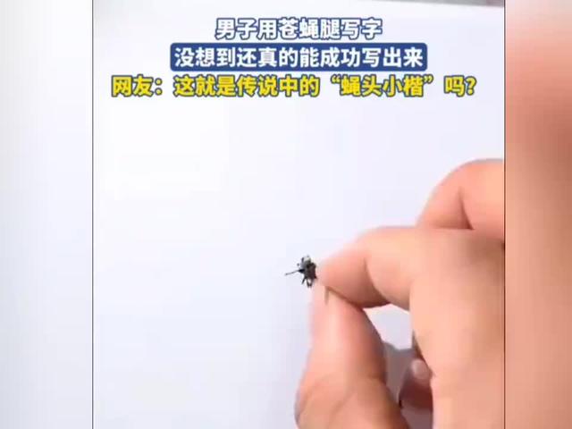 男子用苍蝇腿写字，苍蝇：双手摸了一辈子屎 没想到做了一次文化人