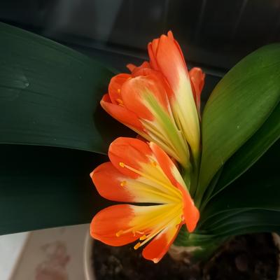 男人四十：一束橙花