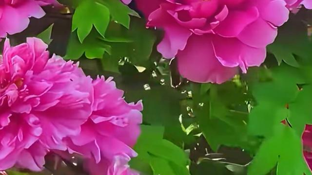 行走的诗：身体不用多好，能做四件事即可