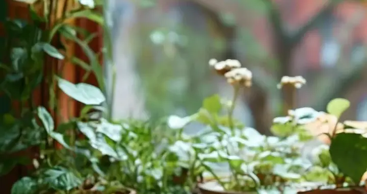 七茶韵：中年人生的留白智慧