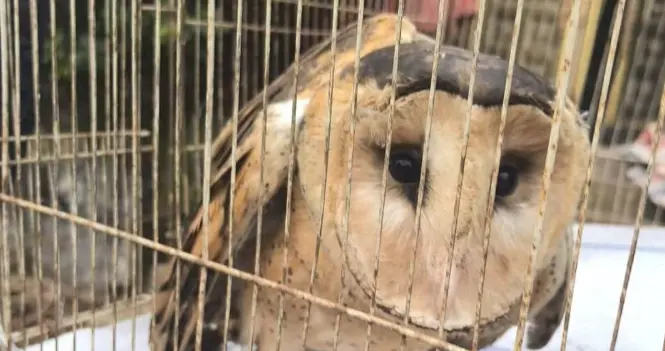 罕见！四川宜宾，村民路边捡到“猴面鹰”，受伤后无法飞行