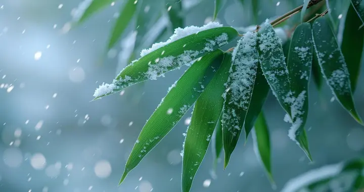 霜竹诗词五首：猗猗凌霜竹，苍翠带寒霜